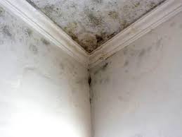 Trusted Sherman, TX Mold Removal Experts